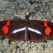 Butterfly in the nearly tropical area of Santa Maria